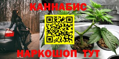 крисы Малгобек